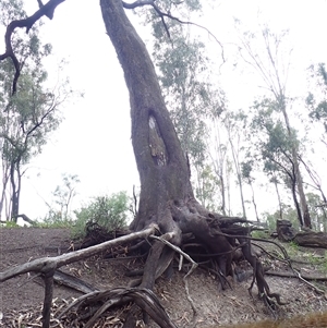 Eucalyptus sp. at Balranald, NSW - suppressed