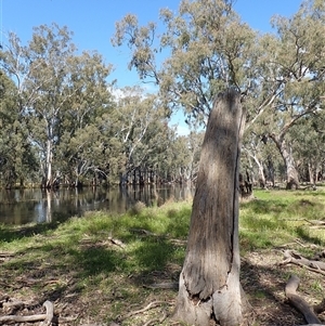 Eucalyptus sp. at Balranald, NSW - suppressed