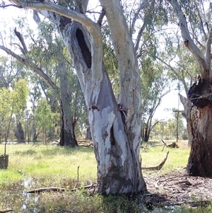 Eucalyptus sp. at Balranald, NSW - suppressed