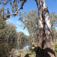 Eucalyptus sp. (A Gum Tree) at Balranald, NSW - 19 Sep 2022 by MB