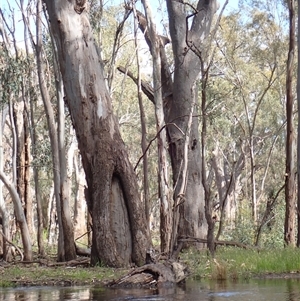 Eucalyptus sp. at Balranald, NSW - 19 Sep 2022