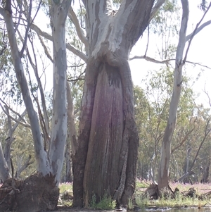 Eucalyptus sp. (A Gum Tree) at Balranald, NSW by MB