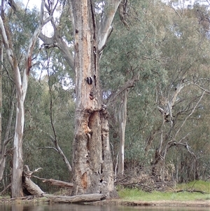 Eucalyptus sp. at Balranald, NSW - suppressed