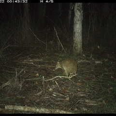 Isoodon macrourus (Northern Brown Bandicoot) at Shannondale, NSW - 22 Oct 2024 by PEdwards