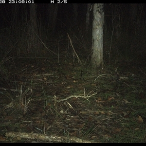 Perameles nasuta at Shannondale, NSW - 28 Oct 2024