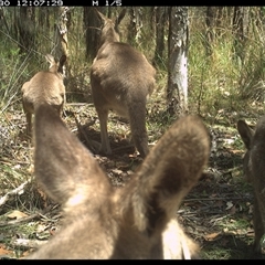 Macropus giganteus (Eastern Grey Kangaroo) at Shannondale, NSW - 30 Oct 2024 by PEdwards