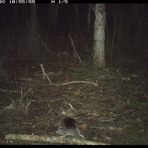 Phascogale tapoatafa (Brush-tailed Phascogale) at Shannondale, NSW by PEdwards