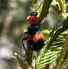 Dicranolaius cinctus (Notched-leg Red & Blue Flower Beetle) at Hackett, ACT - 20 Nov 2024 by Pirom