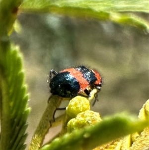 Dicranolaius sp. at Hackett, ACT - 20 Nov 2024