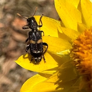 Eleale pulchra (Clerid beetle) at Hackett, ACT by Pirom