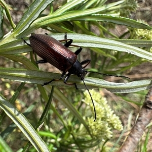 Homotrysis cisteloides (Darkling beetle) at Hackett, ACT by Pirom