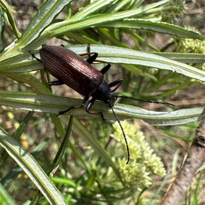 Homotrysis cisteloides (Darkling beetle) at Hackett, ACT - 20 Nov 2024 by Pirom