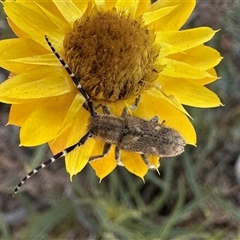 Rhytiphora paulla (Longhorn beetle) at Hackett, ACT - 20 Nov 2024 by Pirom