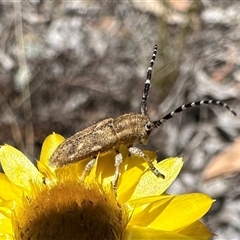 Rhytiphora paulla at Hackett, ACT - 20 Nov 2024 12:29 PM