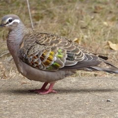 Phaps chalcoptera (Common Bronzewing) at Shannondale, NSW - 30 Oct 2024 by PEdwards