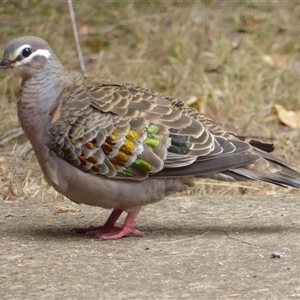 Phaps chalcoptera (Common Bronzewing) at Shannondale, NSW by PEdwards