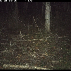 Unidentified Small Marsupial at Shannondale, NSW by PEdwards