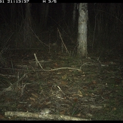 Sminthopsis murina at Shannondale, NSW - 31 Oct 2024 09:13 PM