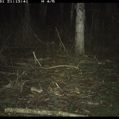 Sminthopsis murina at Shannondale, NSW - 31 Oct 2024 09:13 PM