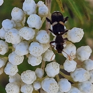 Eleale pulchra (Clerid beetle) at Goulburn, NSW by trevorpreston