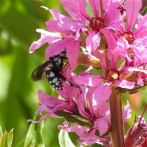 Thyreus caeruleopunctatus at Acton, ACT - 20 Nov 2024