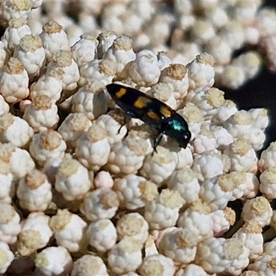 Castiarina livida (Jewel Beetle) at Goulburn, NSW - 20 Nov 2024 by trevorpreston