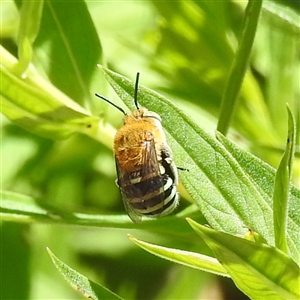 Amegilla sp. (genus) at Acton, ACT - 20 Nov 2024