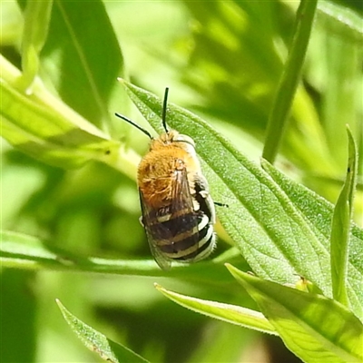 Amegilla sp. (genus) (Blue Banded Bee) at Acton, ACT - 20 Nov 2024 by HelenCross