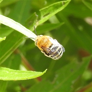 Amegilla sp. (genus) at Acton, ACT - 20 Nov 2024