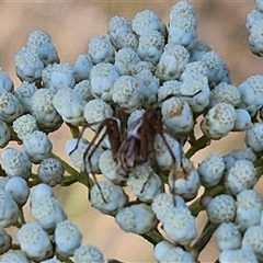Oxyopes (genus) (Lynx spider) at Goulburn, NSW - 20 Nov 2024 by trevorpreston
