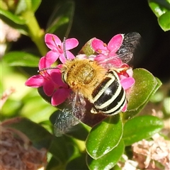 Amegilla sp. (genus) (Blue Banded Bee) at Acton, ACT - 20 Nov 2024 by HelenCross