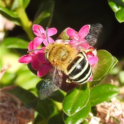 Amegilla sp. (genus) (Blue Banded Bee) at Acton, ACT - 20 Nov 2024 by HelenCross