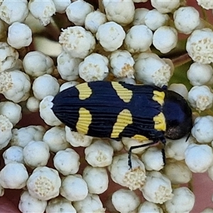 Castiarina australasiae at Goulburn, NSW - 20 Nov 2024 05:06 PM