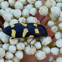 Castiarina australasiae at Goulburn, NSW - 20 Nov 2024 05:06 PM