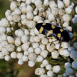 Castiarina australasiae at Goulburn, NSW - 20 Nov 2024 05:06 PM