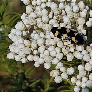 Castiarina australasiae at Goulburn, NSW - 20 Nov 2024 05:06 PM