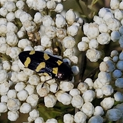 Castiarina australasiae at Goulburn, NSW - 20 Nov 2024 05:06 PM