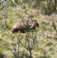 Vombatus ursinus (Bare-nosed Wombat) at Tinderry, NSW - 20 Nov 2024 by JaneR