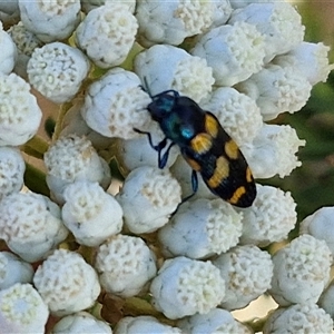 Castiarina livida at Goulburn, NSW - 20 Nov 2024 05:05 PM