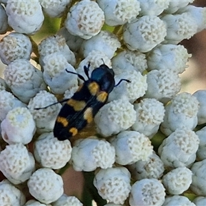 Castiarina livida at Goulburn, NSW - 20 Nov 2024