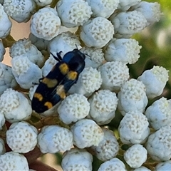 Castiarina livida at Goulburn, NSW - 20 Nov 2024