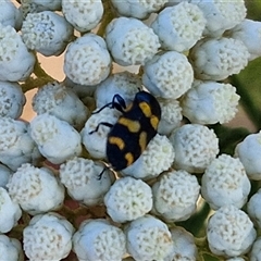 Castiarina livida at Goulburn, NSW - 20 Nov 2024