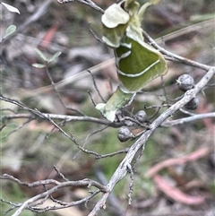 Aenetus ligniveren (Common Splendid Ghost Moth) at Tinderry, NSW - 20 Nov 2024 by JaneR