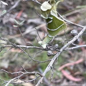 Aenetus ligniveren at Tinderry, NSW - 20 Nov 2024 01:49 PM