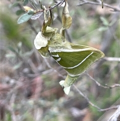 Aenetus ligniveren at Tinderry, NSW - 20 Nov 2024