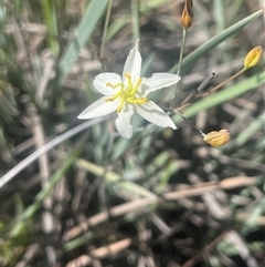 Thelionema umbellatum (Clustered Lily) at Tinderry, NSW - 20 Nov 2024 by JaneR