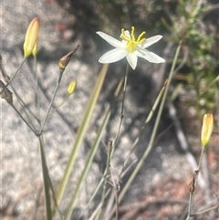 Thelionema umbellatum at Tinderry, NSW - 20 Nov 2024