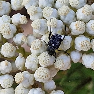 Microvalgus sp. (genus) at Goulburn, NSW - 20 Nov 2024 by trevorpreston