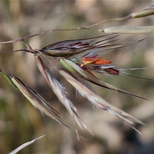 Rytidosperma pallidum at Goulburn, NSW - 20 Nov 2024