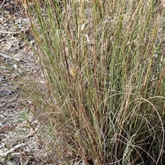 Rytidosperma pallidum at Goulburn, NSW - 20 Nov 2024